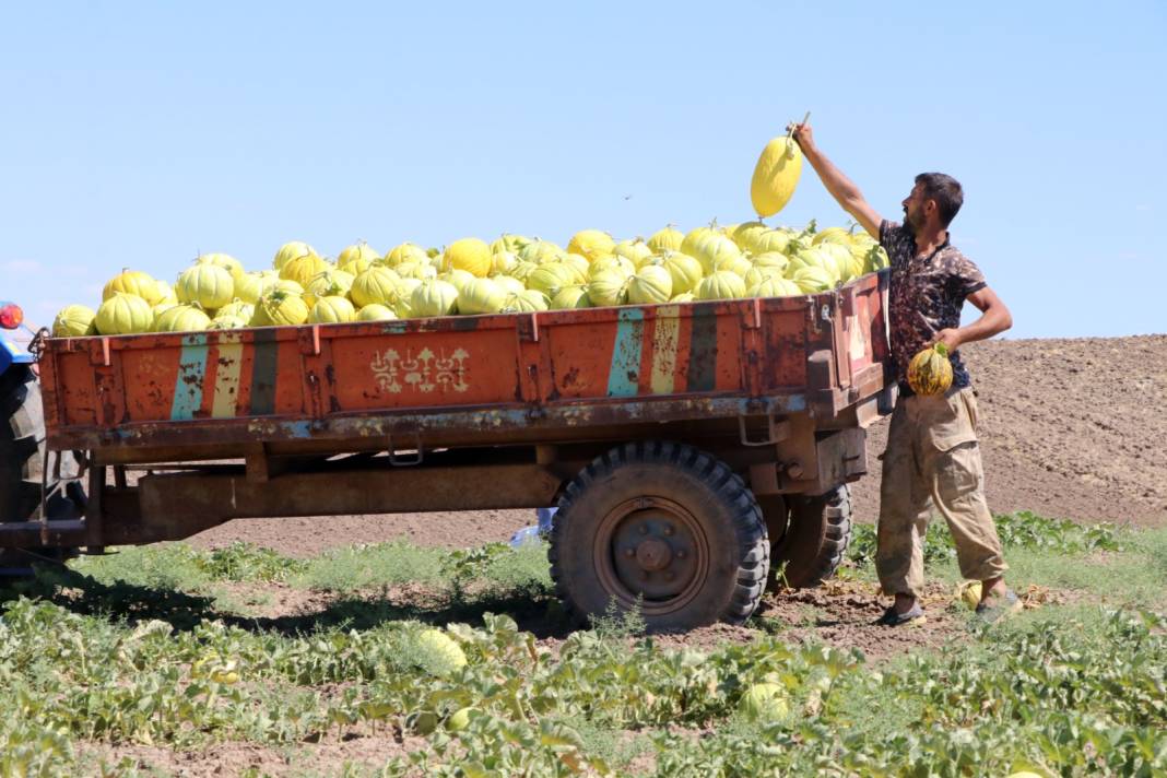 Toprağın yapısı meyvenin lifsiz ve lezzetli olmasını sağlıyor: Günde 200-300 ton hasat ediliyor 2